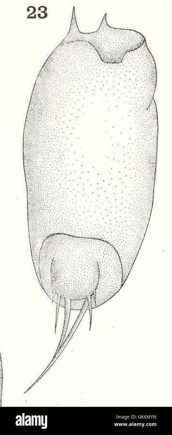 40446 Coelopus Porcellus Gosse ventrale Ansicht des Lorica, zeigen die zwei Zähne an den vorderen Rand und die sechs Stile des Fußes Stockfoto