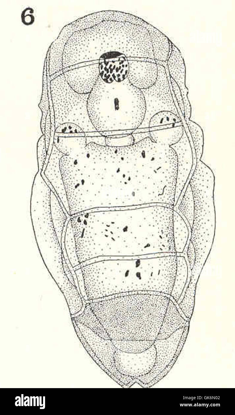 Taphrocampa annulosa, eine Art von Meereswurm, wird in einer Ansicht von oben gezeigt. Sein Körper ist gekrümmt, um die Sichtbarkeit seiner Nahrung zu verhindern, was sein Fütterungsverhalten veranschaulicht. Stockfoto