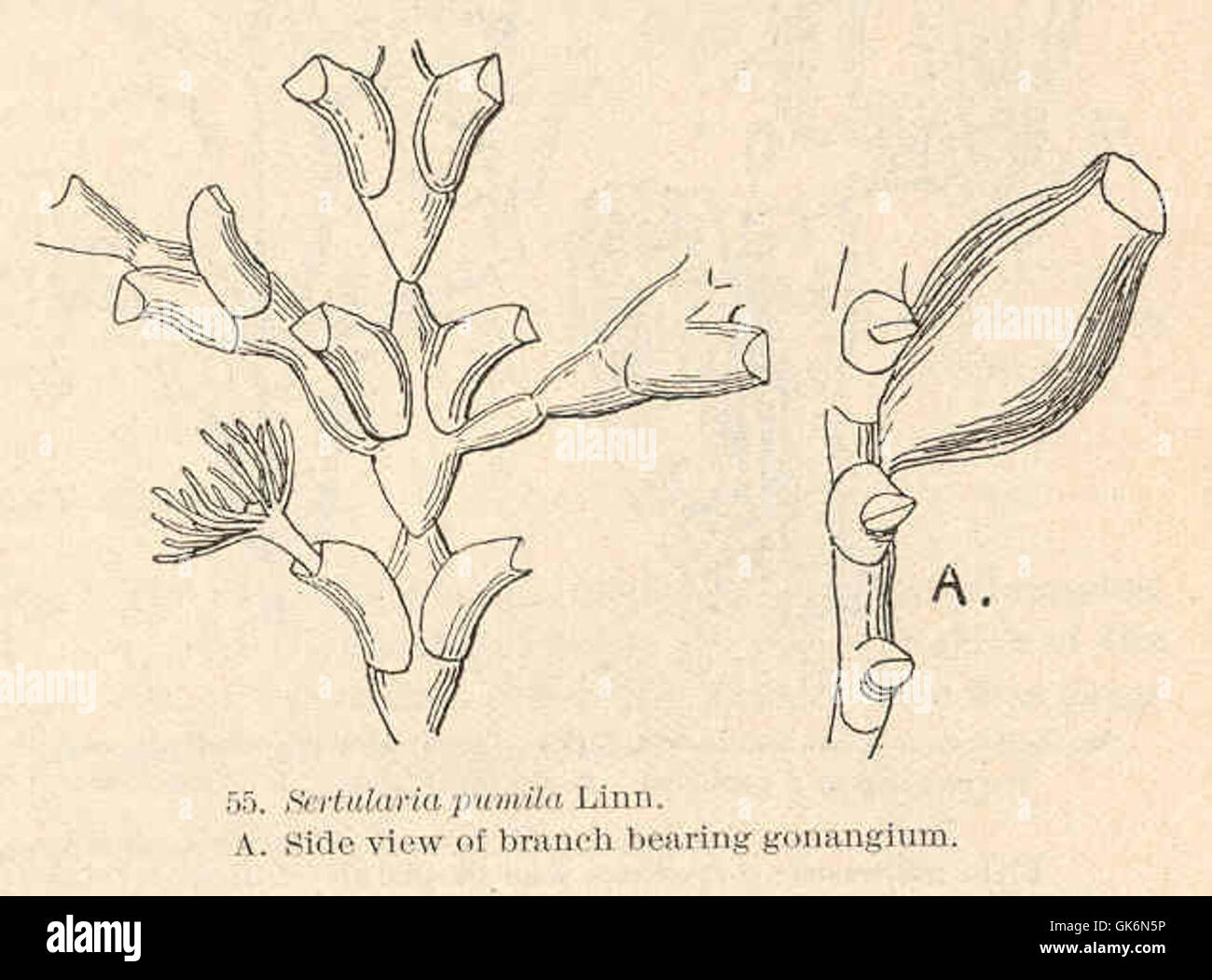 40593 Sertularia Pumila Linn beiseite Blick auf Zweig mit gonanglium Stockfoto