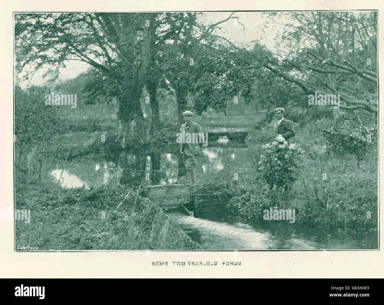 Dieses Bild zeigt etwa zwei Jahre alte Teiche, die ihre frühzeitige ökologische Entwicklung zeigen. Diese Teiche sind dabei, ihre Wasserchemie zu stabilisieren und die Entwicklung des Wasserlebens zu unterstützen. Stockfoto