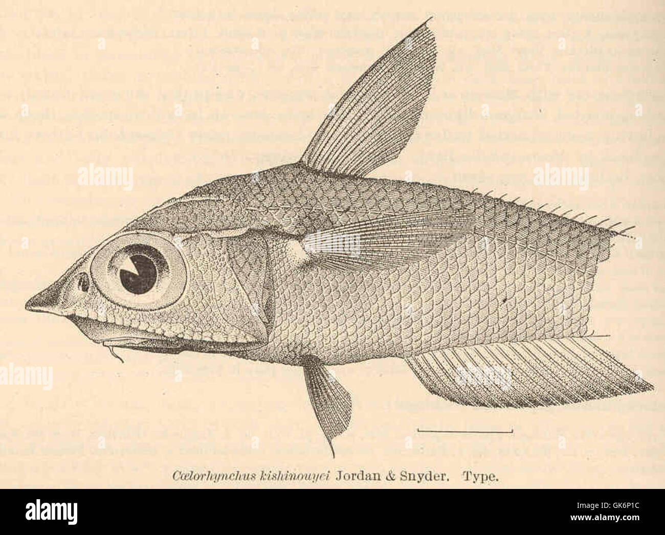 41152 Coelorhynchus Kishinouyei Jordan & Snyder Typ Stockfoto