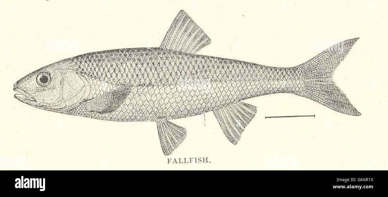 41815 Fallfish (Semotilus Bullaris Rafinesque) Stockfoto