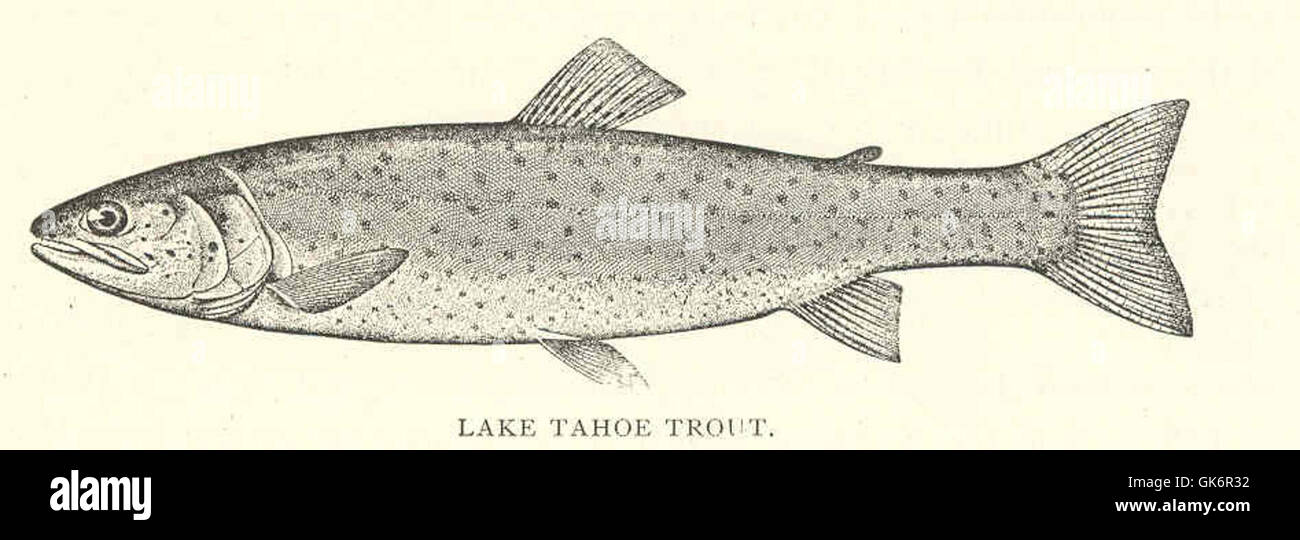 Lake Tahoe Forellen (Salmo henshawi), eine Art, die in Lake Tahoe eingeführt wurde, bekannt für ihr unverwechselbares Aussehen und ihre Anpassung an die Umgebung des Sees. Stockfoto