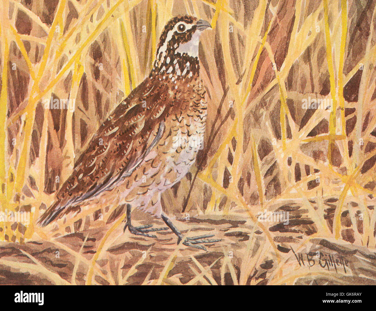 Wachteln, eine kleine Wildvogelart, die für ihr unverwechselbares ...