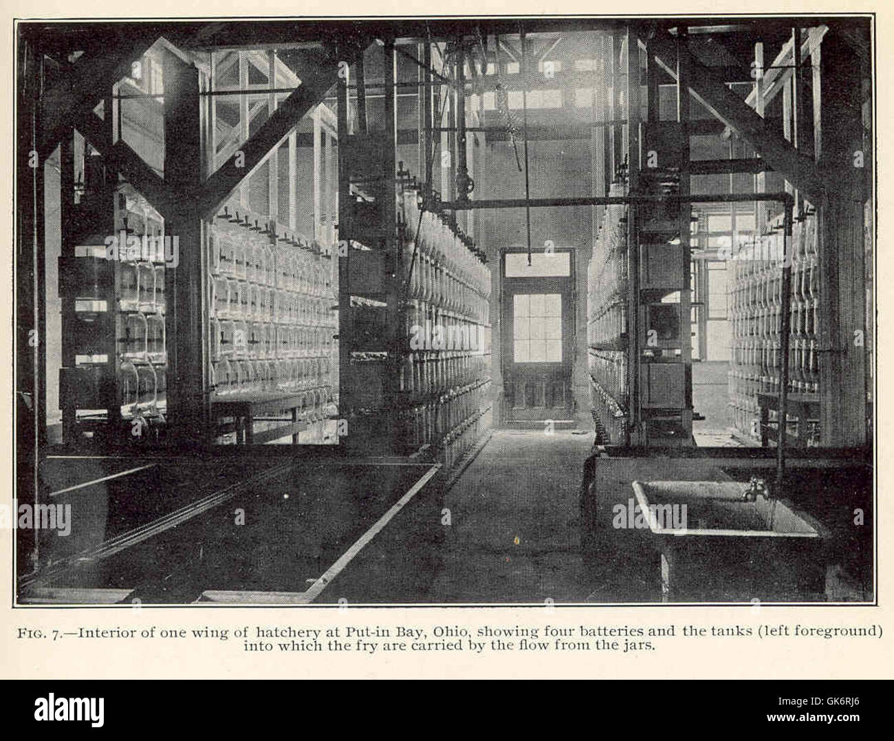 Dieses Bild zeigt das Innere einer Brüterei in Put-in Bay, Ohio, mit vier Batterien und den Tanks, in denen Fritten in ihren frühen Entwicklungsphasen aufbewahrt werden. Stockfoto