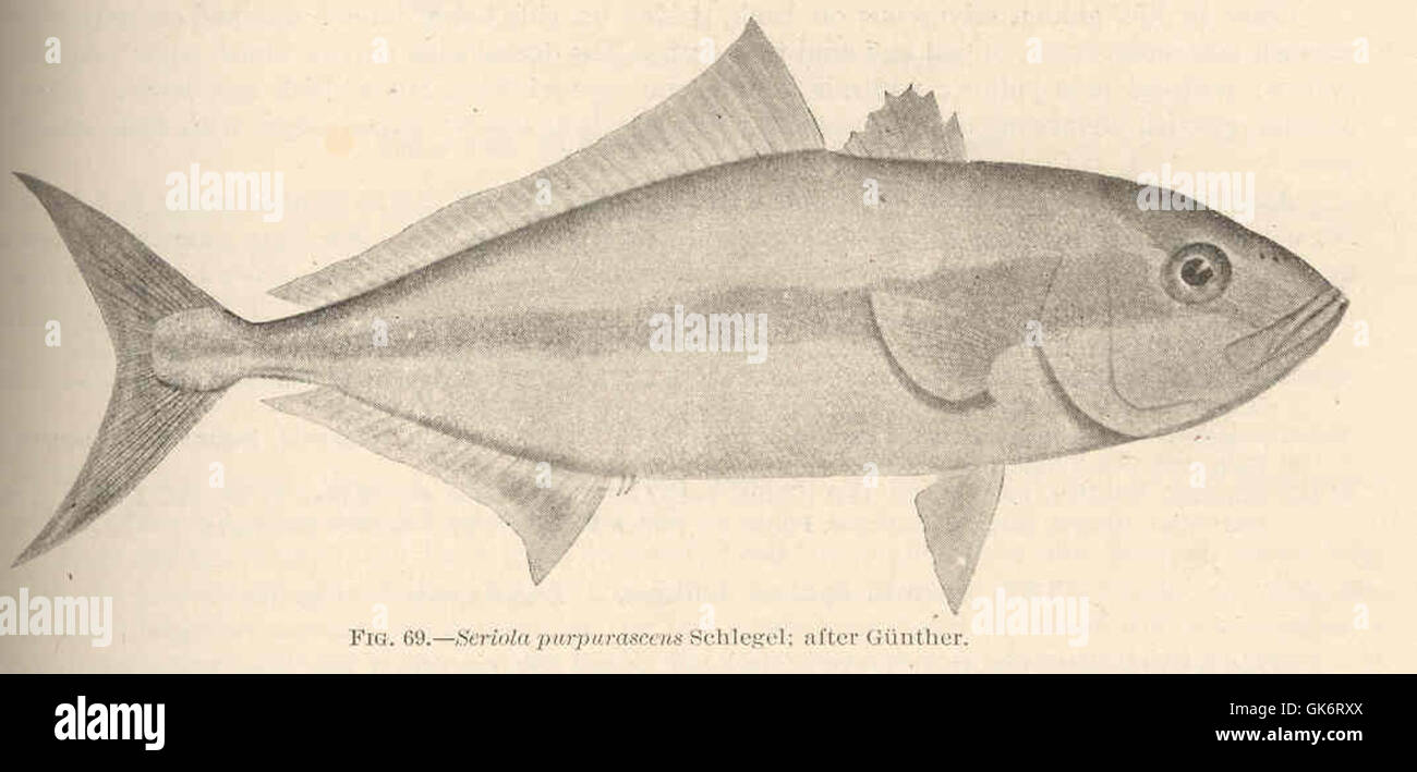 Eine Illustration von Seriola purpurascens, bekannt als der violett gestreifte Jack, eine Fischart, dargestellt in einer alten Handschrift. Das Bild ist eine historische Darstellung der Meereslebewesen und hebt die Besonderheiten des Fischs hervor. Stockfoto