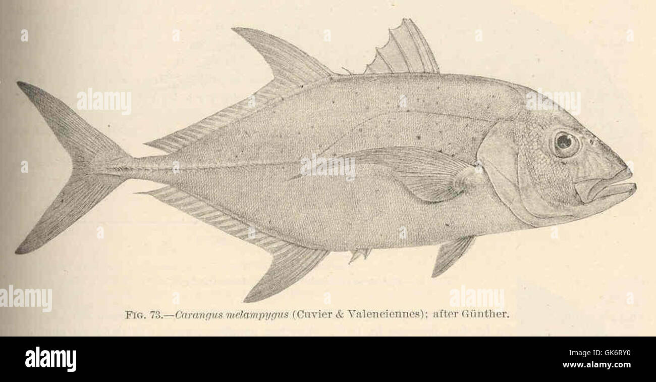 Diese Abbildung zeigt die Art Carangus melampygus, auch bekannt als Black Jack oder Black-Finned Jack, wie von Cuvier & Valenciennes beschrieben und später von Gunther illustriert. Die Zeichnung zeigt die besonderen materiellen Eigenschaften des Fischs. Stockfoto