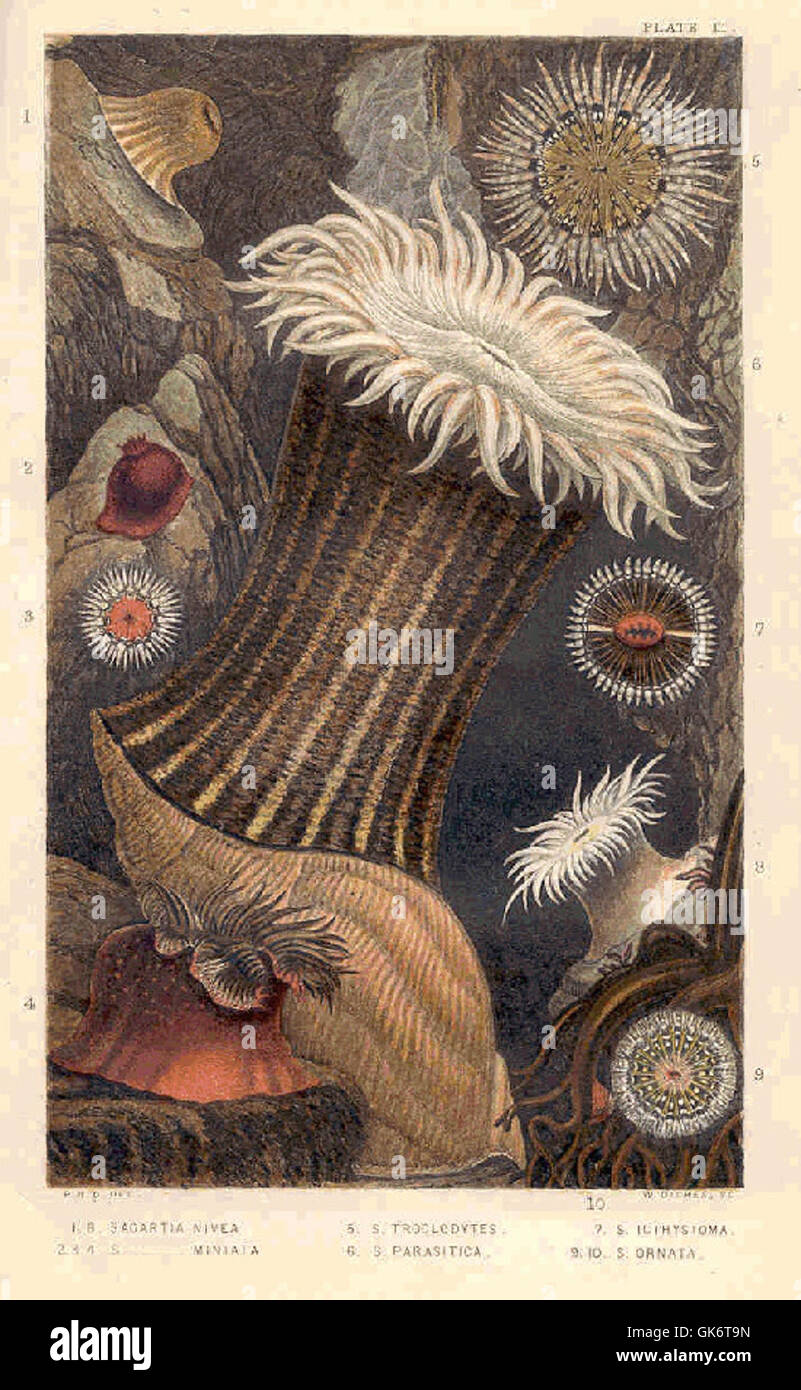 32636 1 Sagartia Nivea, 2 3 4 S Miniata; 5 S Troglodytes, 6 S Parasitica, 7 S Icthystoma8 9 S Ornata Stockfoto