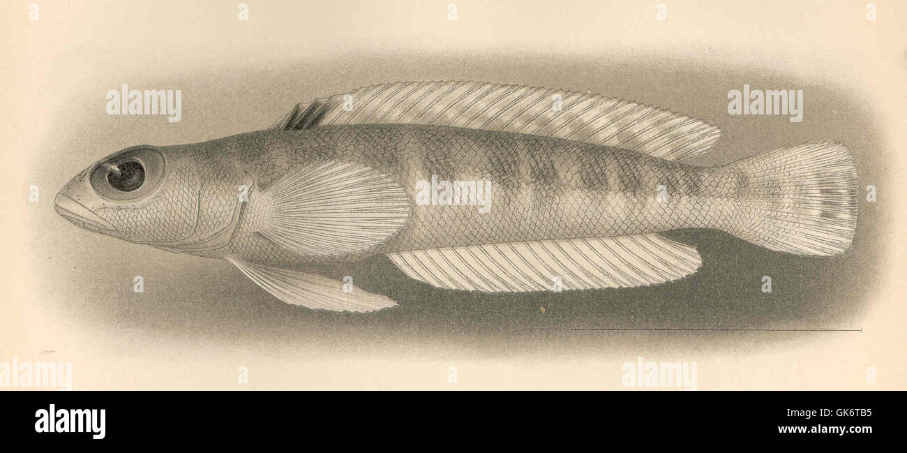 Die Illustration von Neopercis roseoviridis von Gilbert zeigt eine Vintage-Zeichnung aus einer alten Handschrift, die die Fischarten mit detaillierter Genauigkeit und wissenschaftlicher Illustration erfasst. Stockfoto