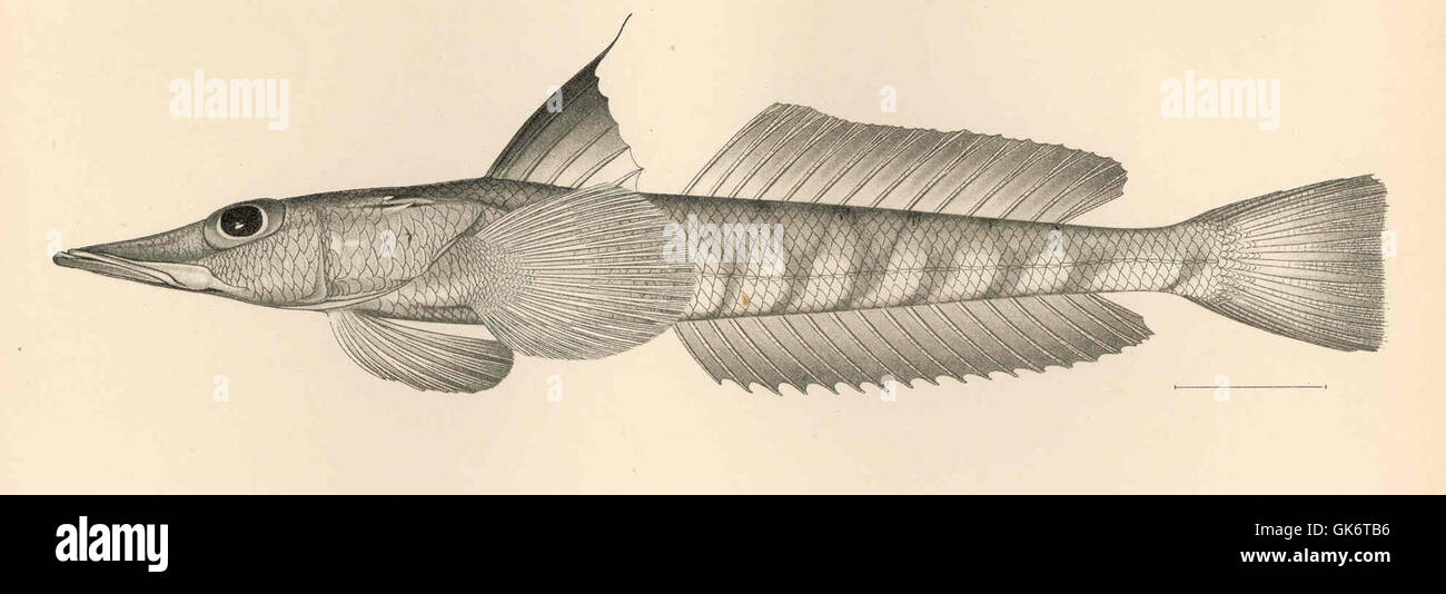 Diese Abbildung zeigt Bembrops filifera, eine Pflanzenart, in einem alten botanischen Buch. Die Zeichnung zeigt die Detailgenauigkeit historischer botanischer Illustrationen und unterstreicht das Engagement der Epoche, Flora mit Präzision und Kunstfertigkeit zu dokumentieren. Stockfoto