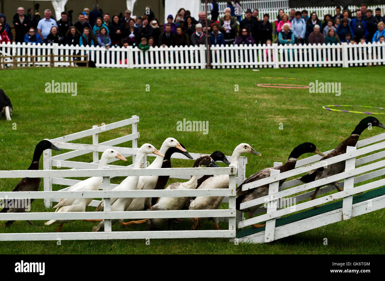 Enten laufen runden einen Hindernis-Parcours mit ein wenig Ermutigung von ein paar Schafe Hunde auf der Royal Highland Show. Stockfoto