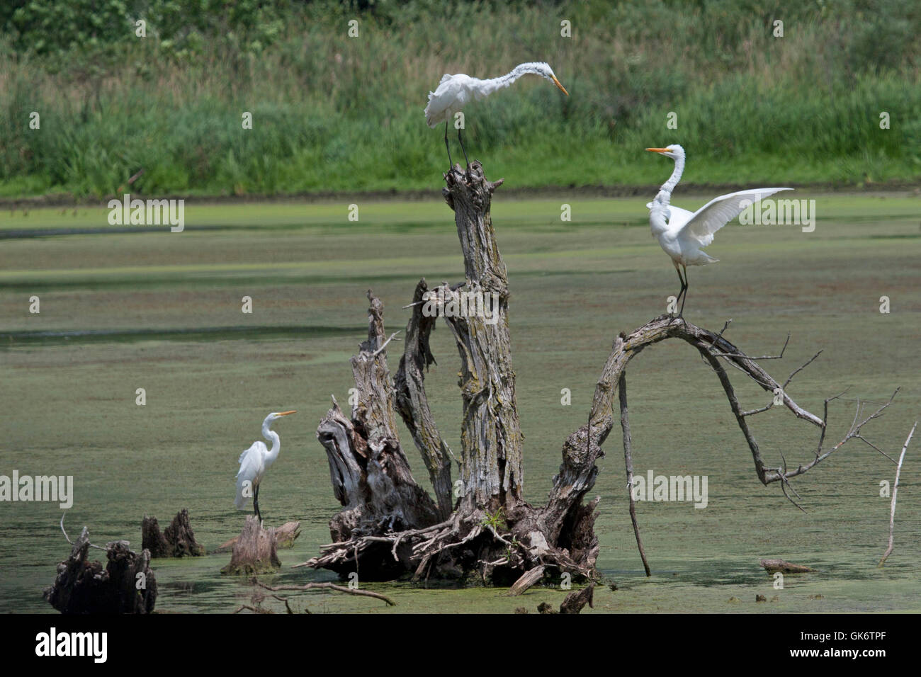 Zwei große weiße Reiher streiten sich über das Gebiet als dritte Silberreiher blickt auf Stockfoto