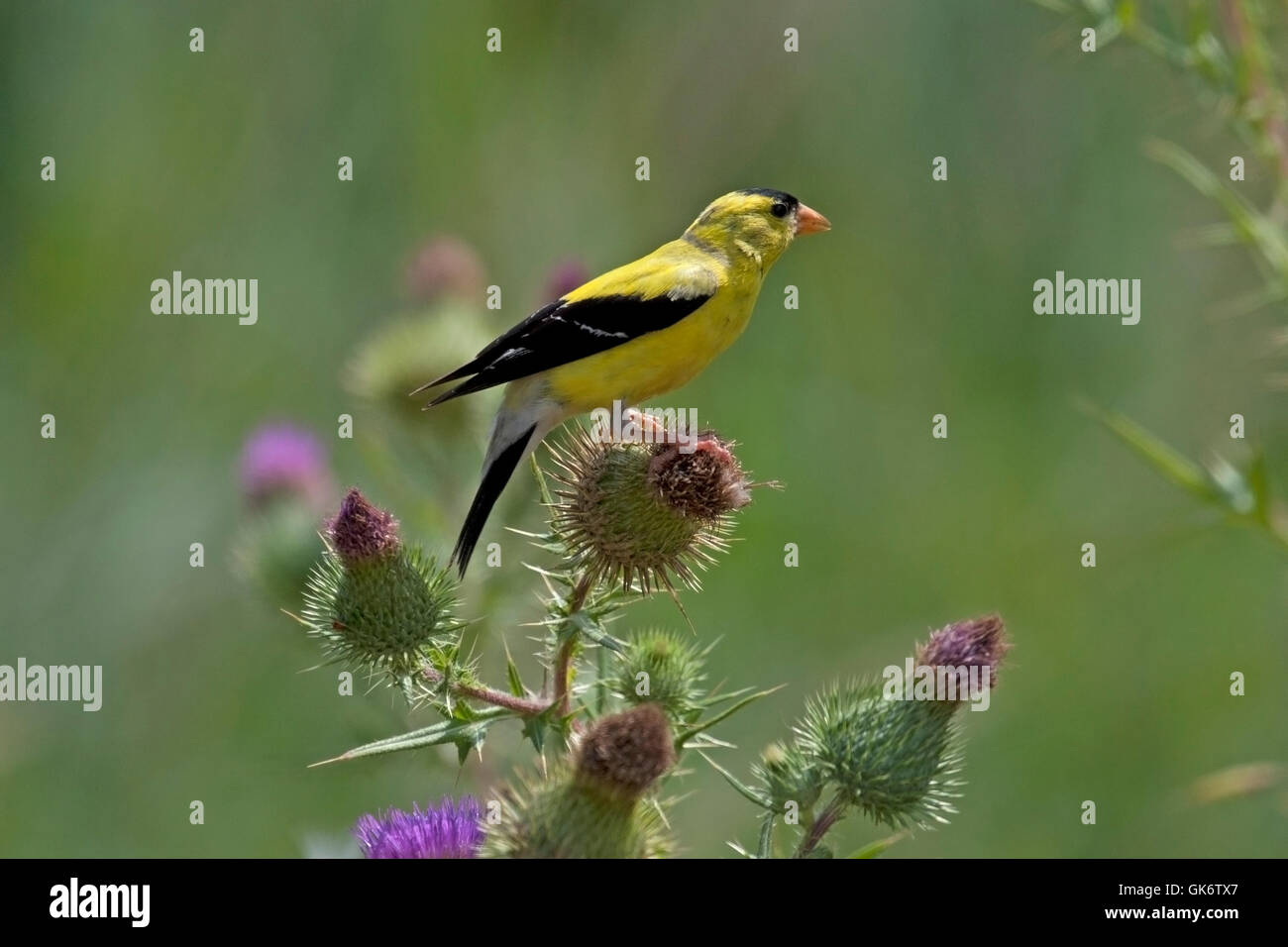 Amerikanische Stieglitz Sitzstangen auf Distel Pflanze Stockfoto