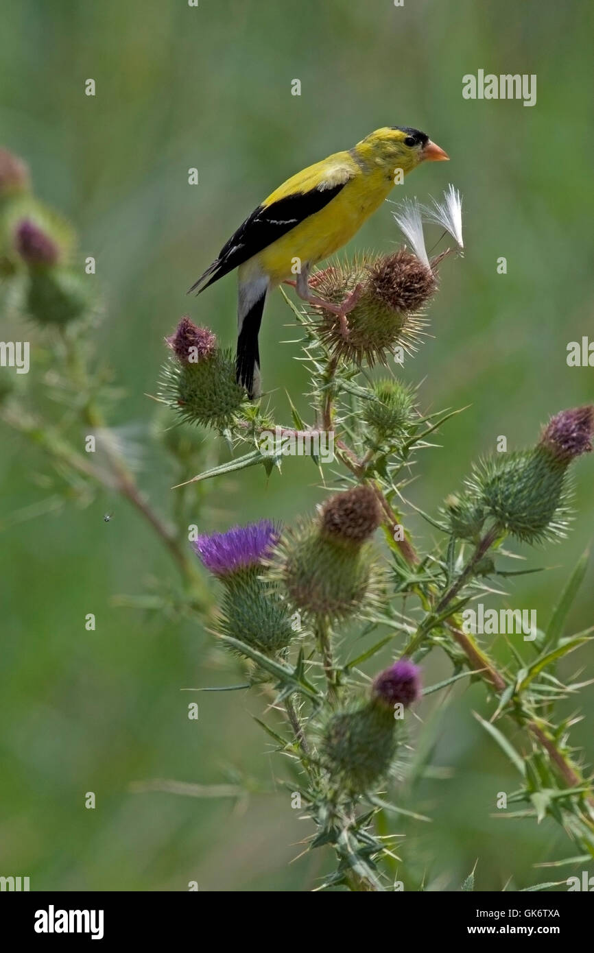 Amerikanische Stieglitz Sitzstangen auf Distel Pflanze Stockfoto