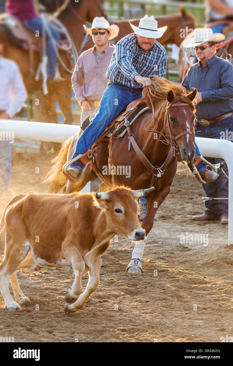Rodeo Cowboys Reiten mit dir darum konkurrieren in Steer wrestling Event, Chaffee County Fair & Rodeo, Salida, Colorado, USA Stockfoto