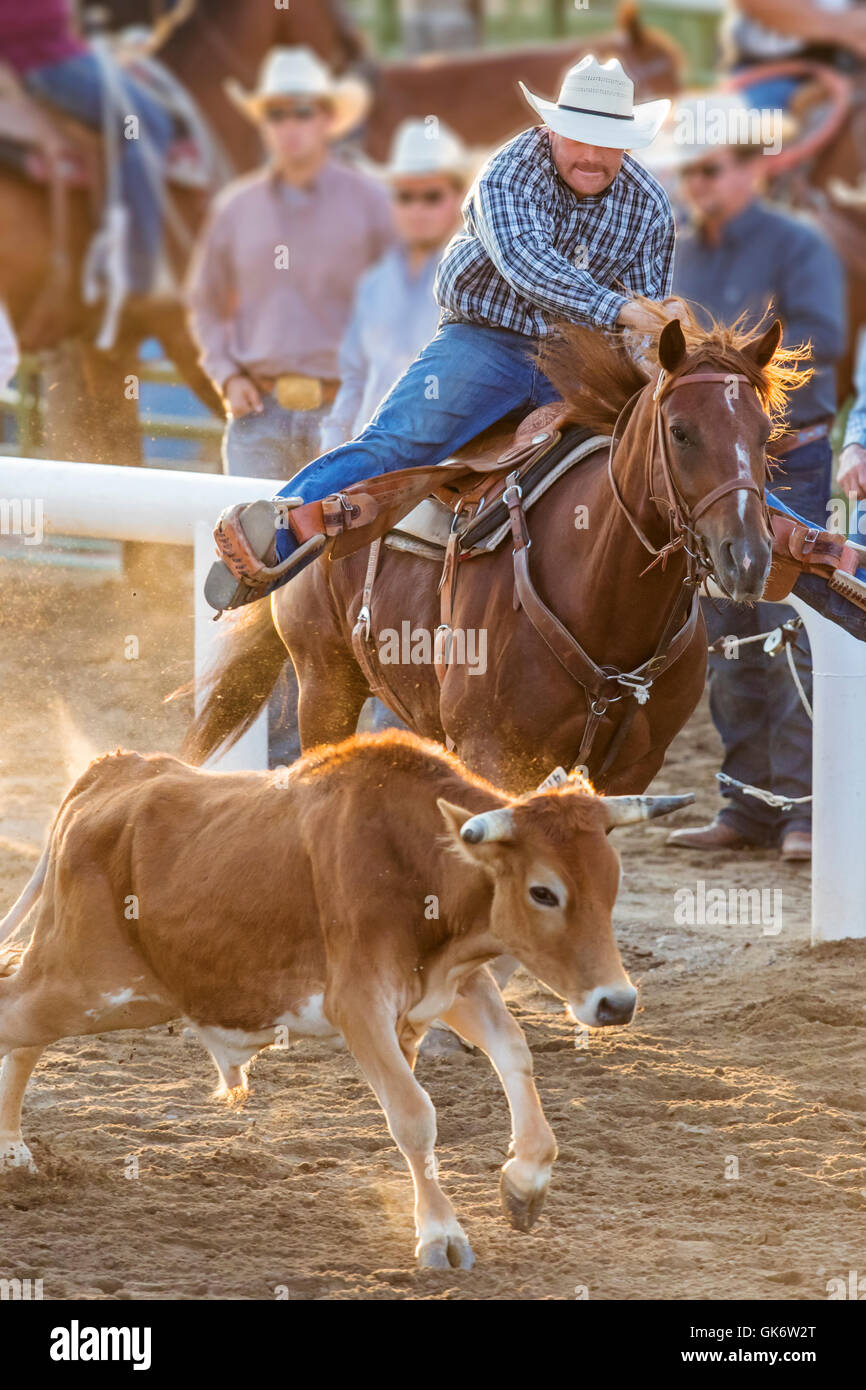 Rodeo Cowboys Reiten mit dir darum konkurrieren in Steer wrestling Event, Chaffee County Fair & Rodeo, Salida, Colorado, USA Stockfoto