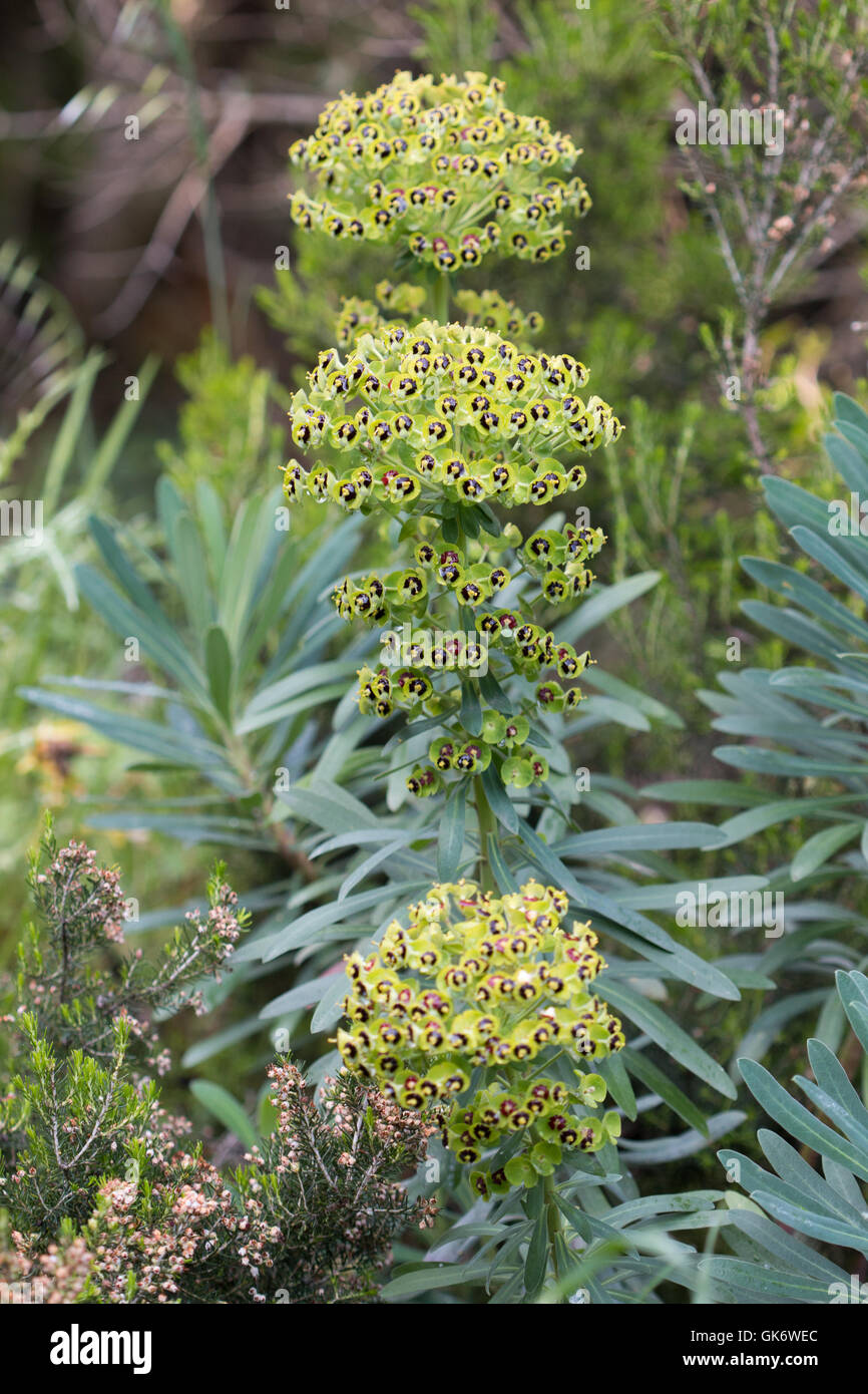 Großen Mittelmeer-Wolfsmilch (Euphorbia Characias) Blume Stockfoto