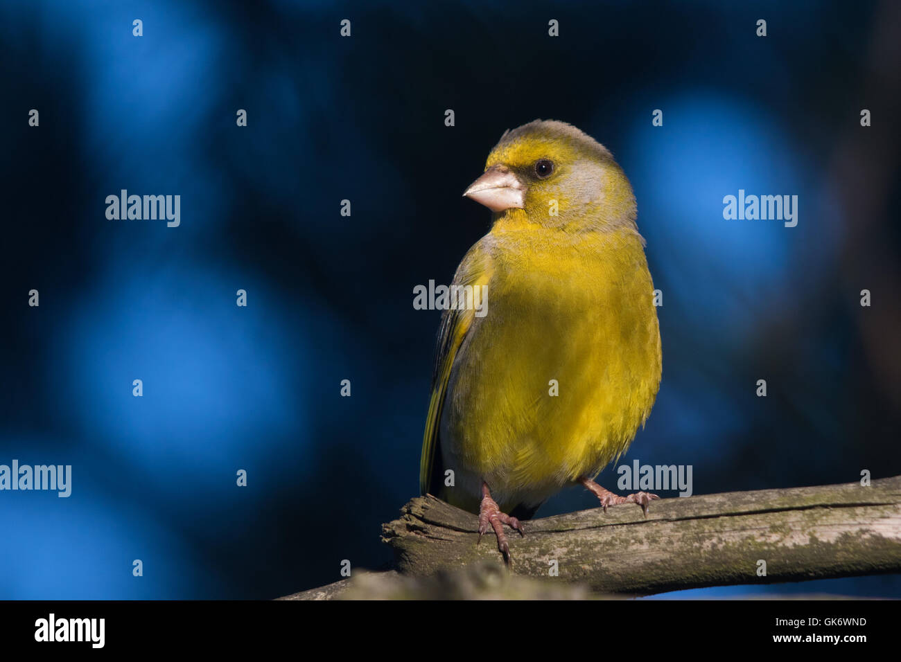 männlichen europäischen Grünfink (Zuchtjahr Chloris) Stockfoto