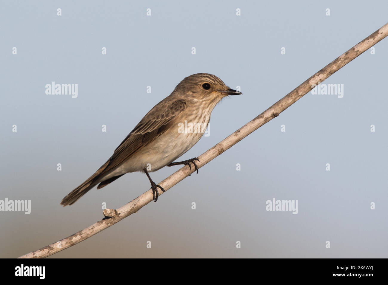 Grauschnäpper (Muscicapa Striata) Stockfoto