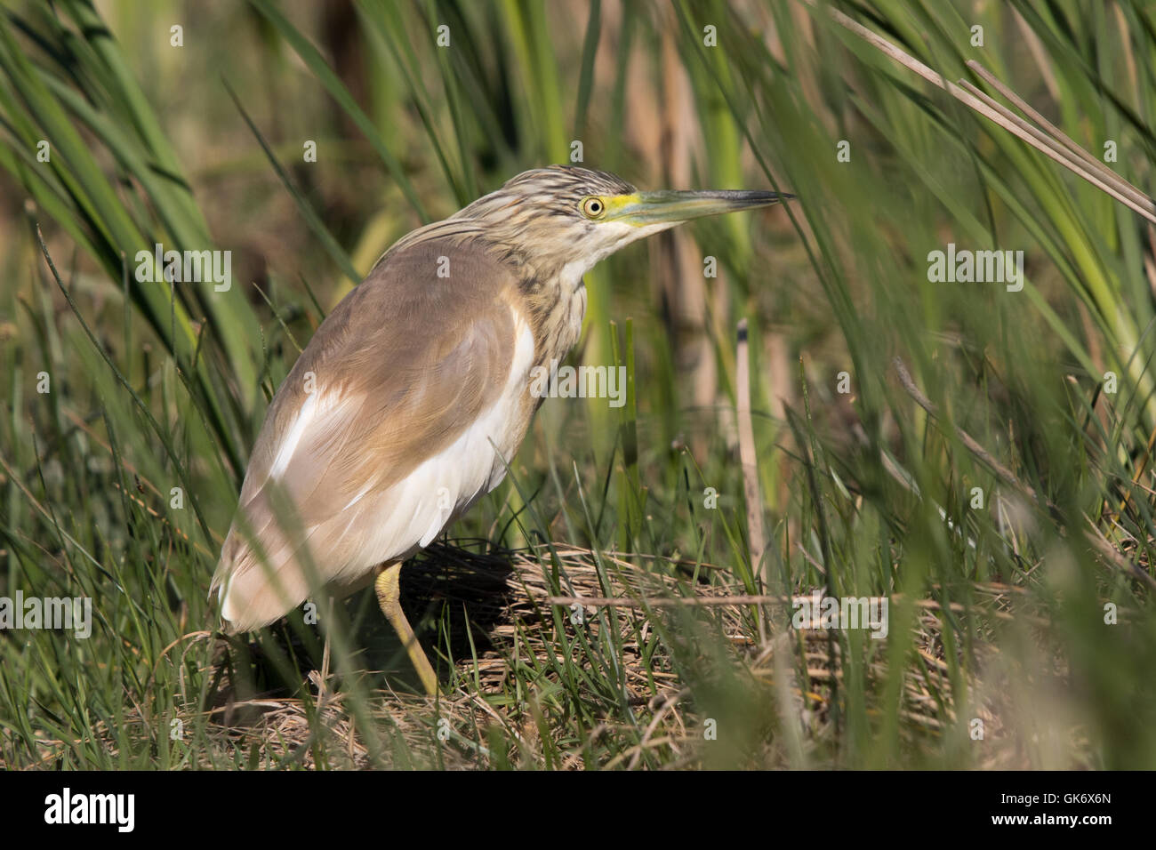 Squacco Heron (Ardeola Ralloides) Stockfoto