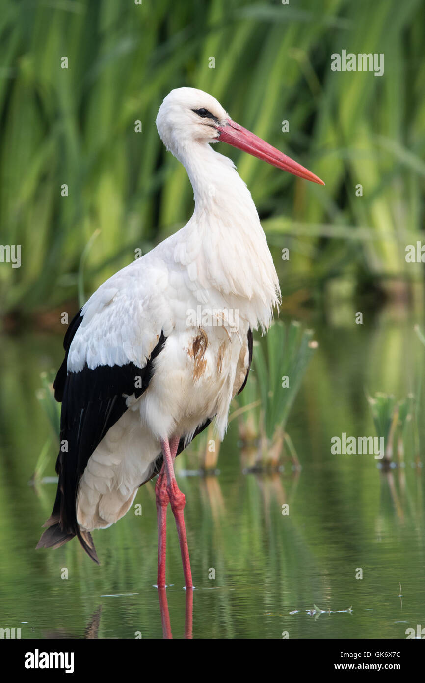 Weißstorch (Ciconia Ciconia) Stockfoto