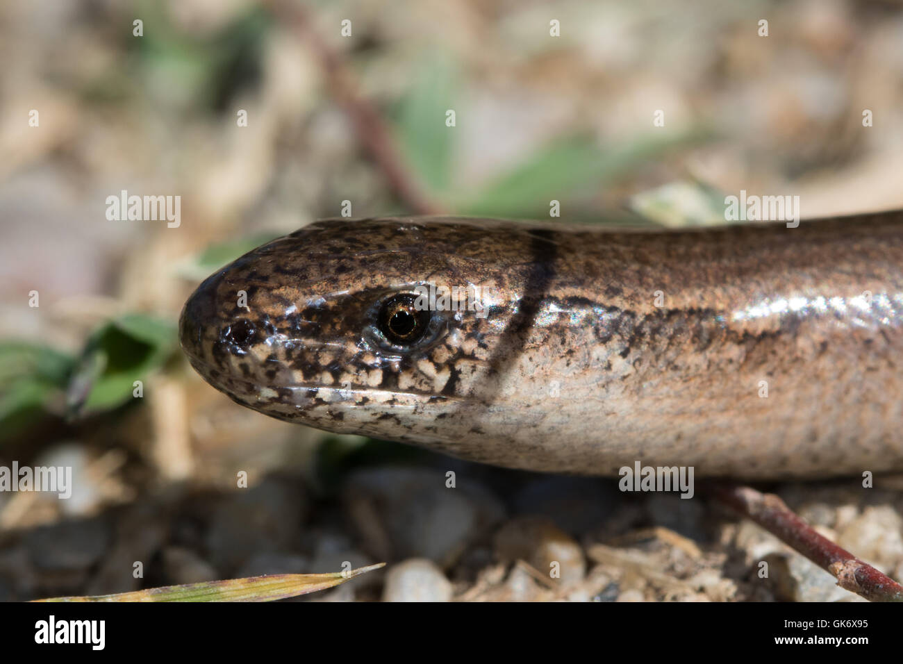 Kopfschuss von einer Blindschleiche (geschiedenen Fragilis) Stockfoto