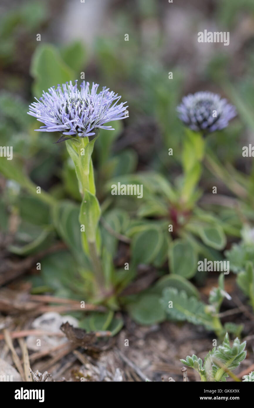 Gemeinsame Ball Blume (Globularia Bisnagarica) Stockfoto
