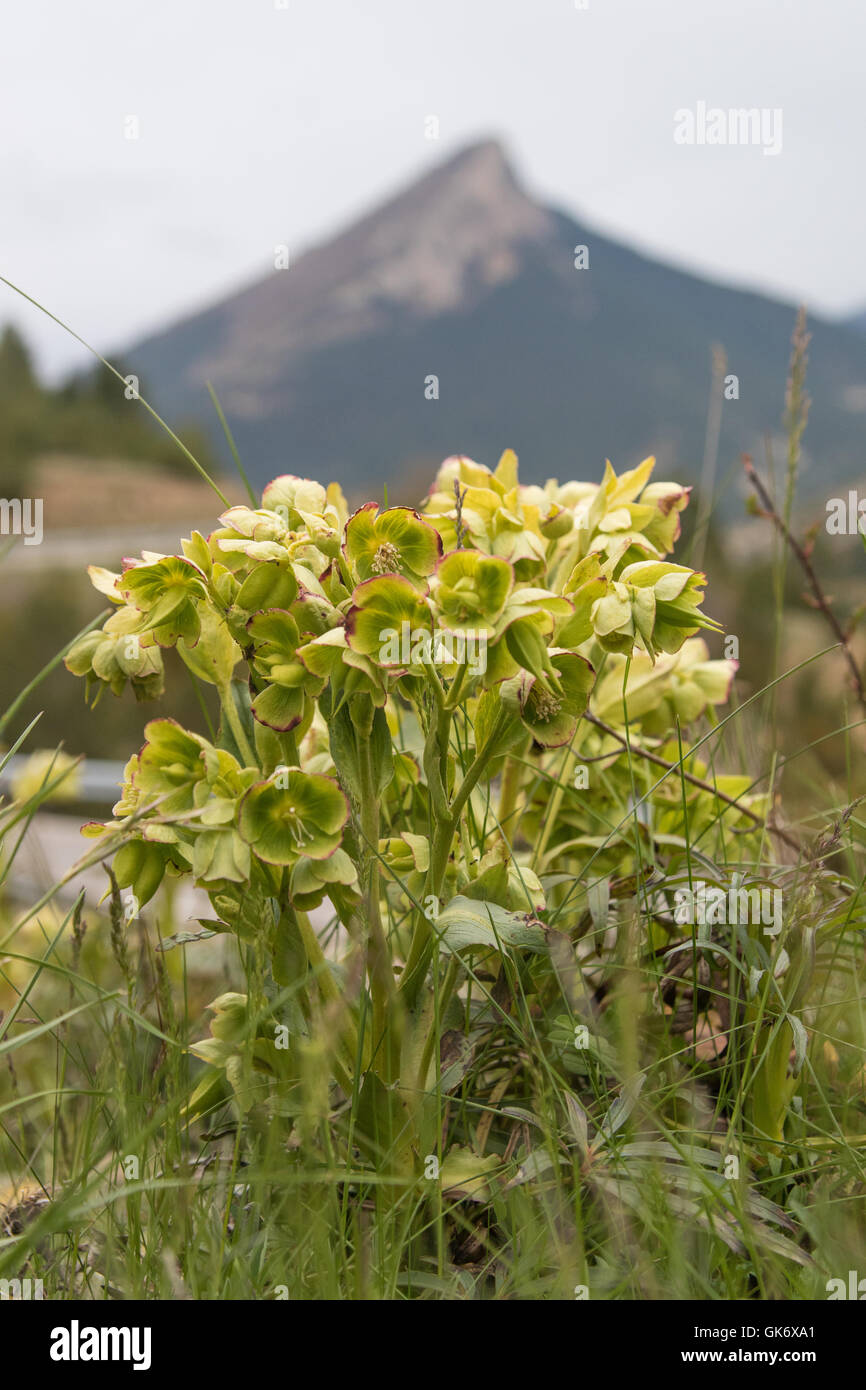 Stinkende Nieswurz (Helleborus Foetidus) Blumen Stockfoto