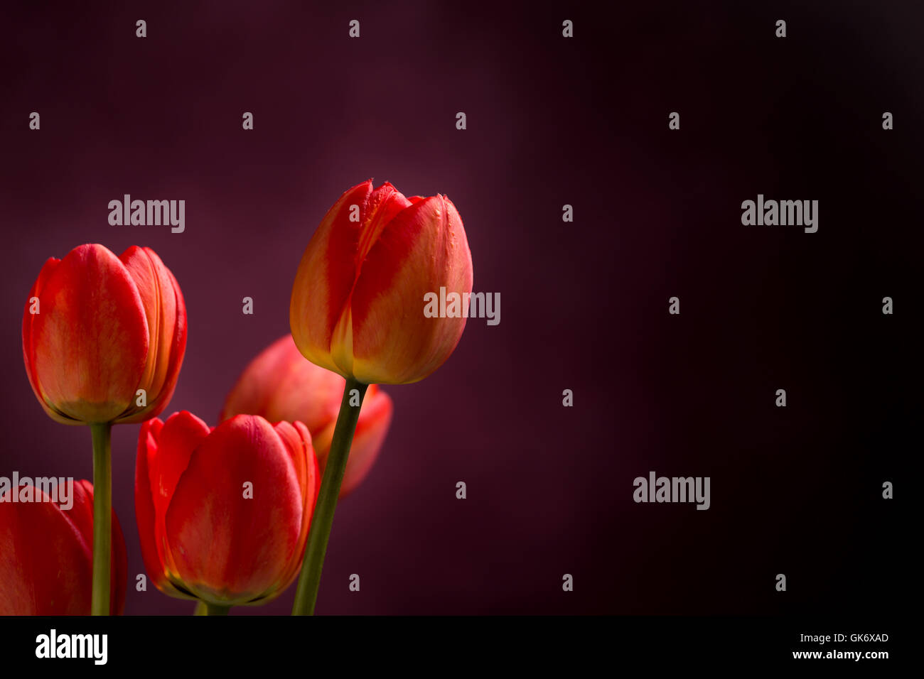 Fünf rote Tulpen auf linken Seite auf dunklen Stockfoto