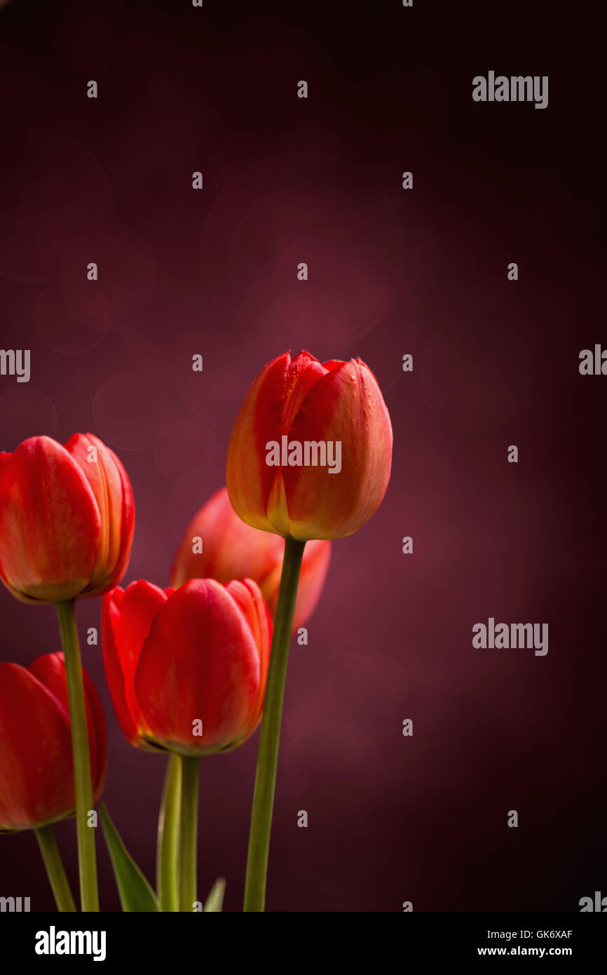 Fünf rote Tulpen auf dunklem Hintergrund Stockfoto