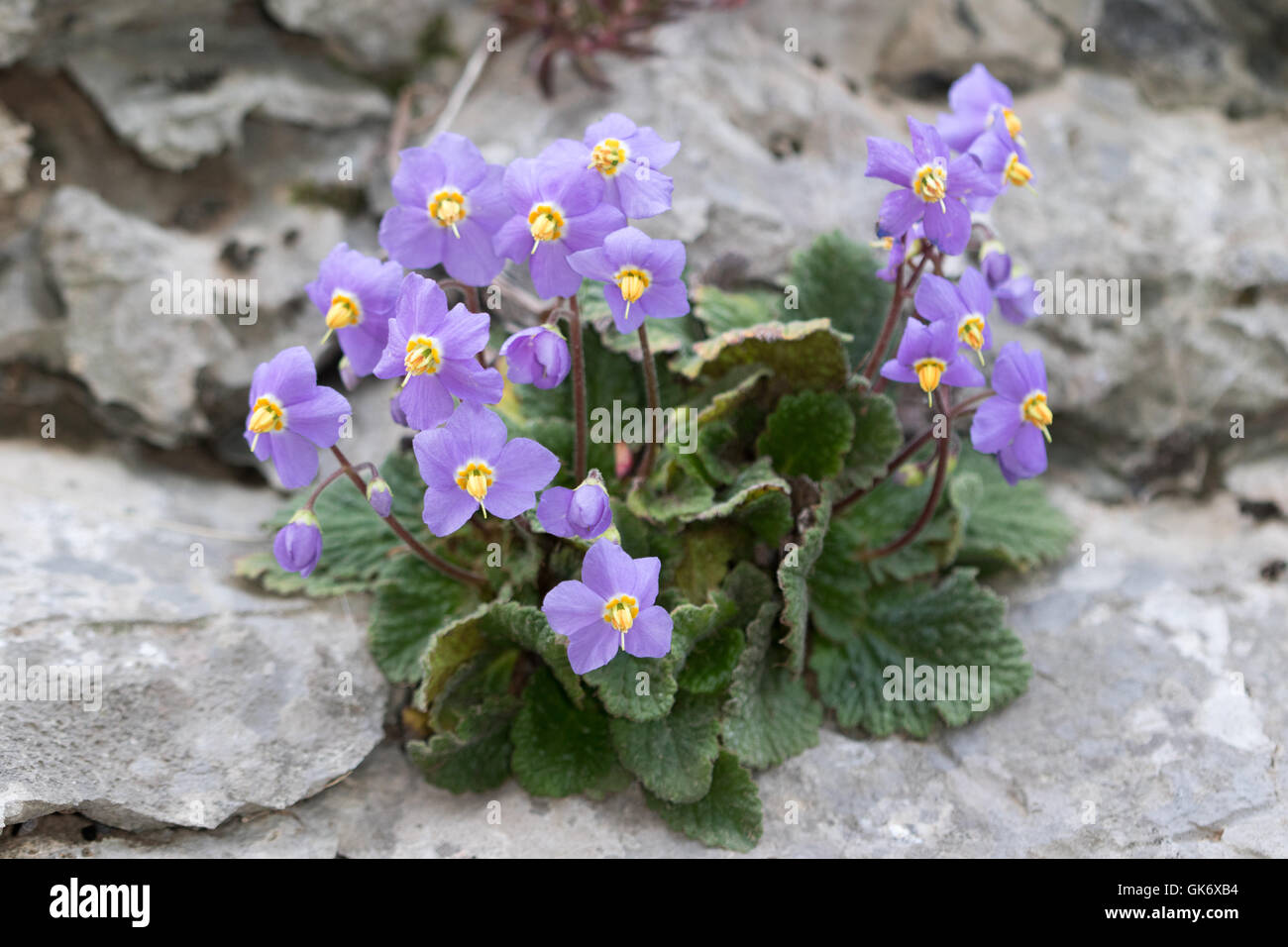 Pyrenäen-violett (Ramonda Myconi) Stockfoto