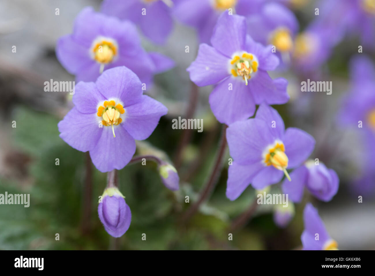 Pyrenäen-violett (Ramonda Myconi) Stockfoto