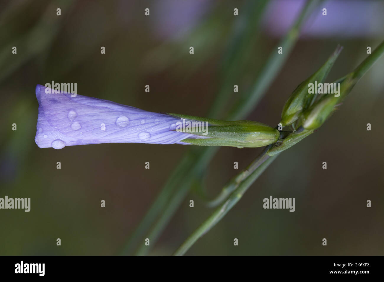 geschlossene Blume von einem Pyrenäen-Hyazinthe (Hyacinthus Amethystinus) in Regentropfen fallen Stockfoto