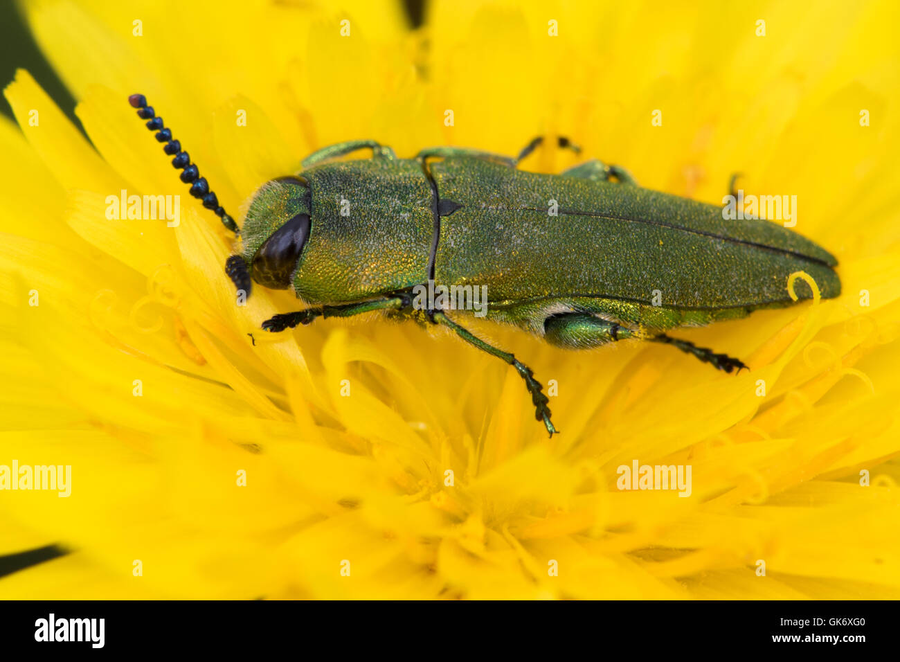 Anthaxia Nitidula Käfer (Buprestridae) auf einer Habichtskraut Blüte Stockfoto