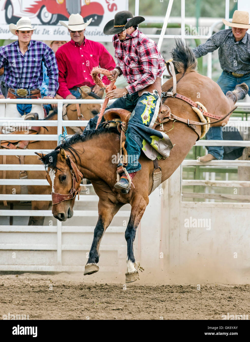 Rodeo Cowboy Reiten ein unruhiges Pferd, Sattel Bronc Wettbewerb, Chaffee County Fair & Rodeo, Salida, Colorado, USA Stockfoto