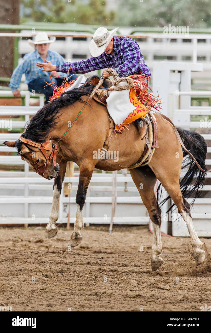 Rodeo Cowboy Reiten ein unruhiges Pferd, Sattel Bronc Wettbewerb, Chaffee County Fair & Rodeo, Salida, Colorado, USA Stockfoto