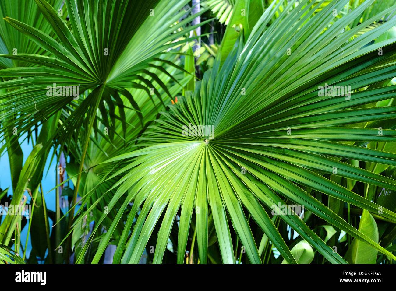 Palmblätter auf der Straße von Bali Stockfoto