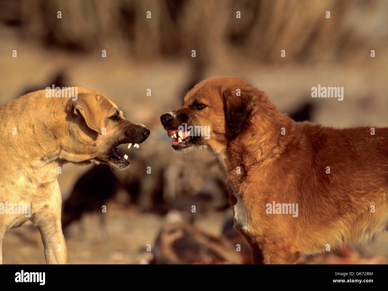 Streunenden Hunde kämpfen über tierische Abfälle Dump, (seit Geier Rückgang wilden Hund Bevölkerung hat über Indien erhöht), Rajasthan, Indien Stockfoto