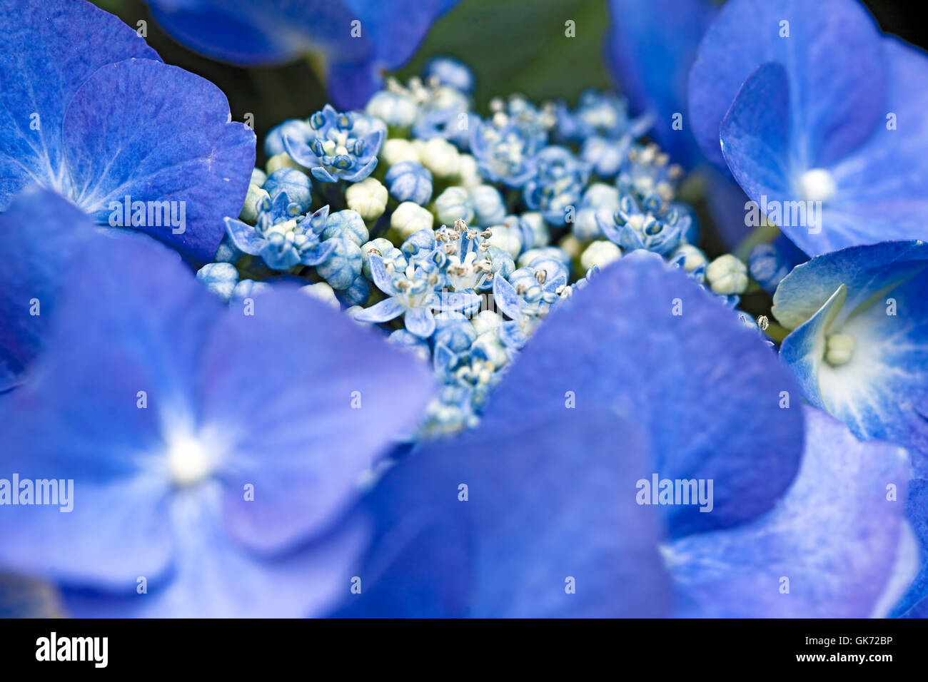 blaue Blume Pflanze Stockfoto