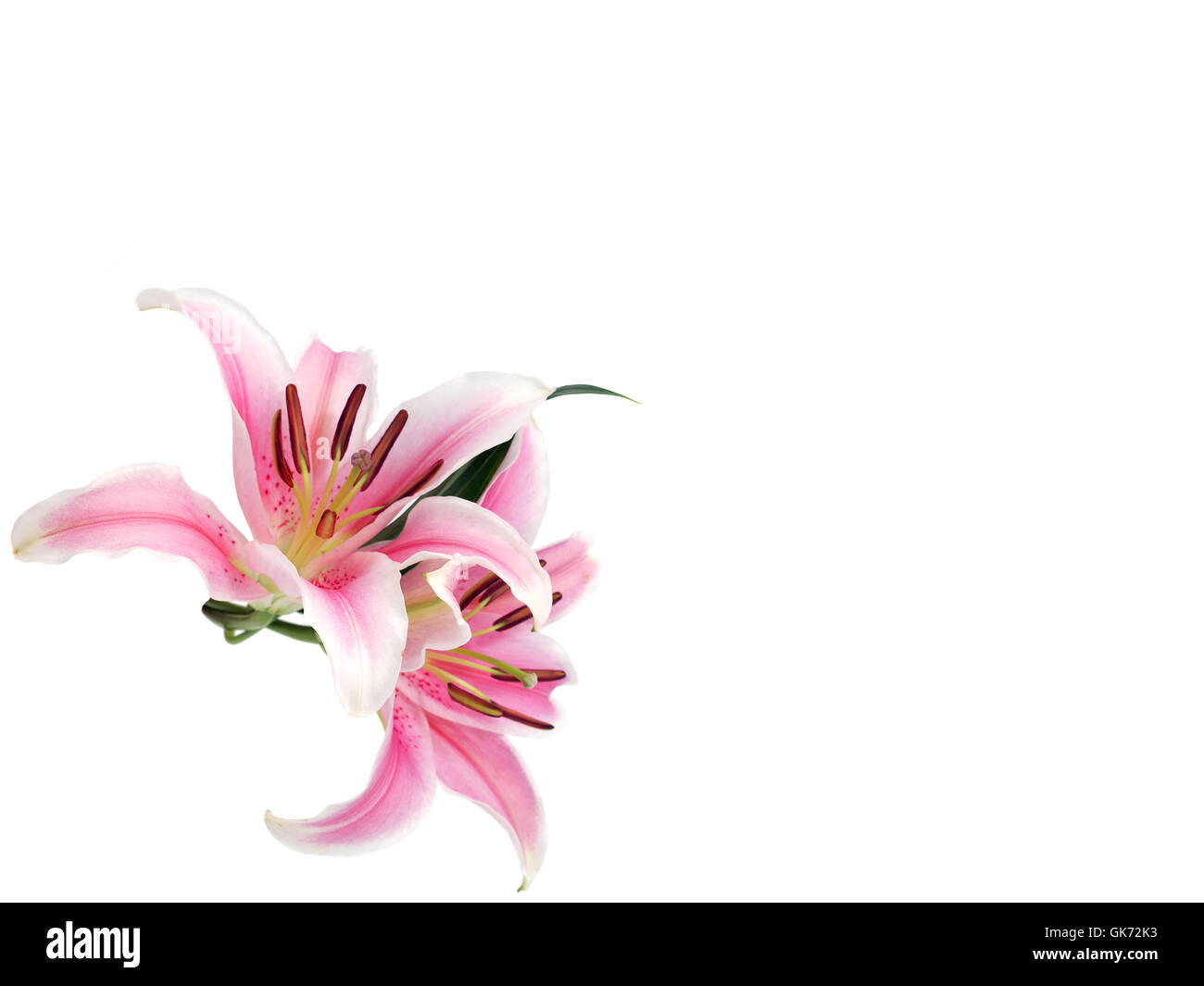 Blume Pflanze flora Stockfoto