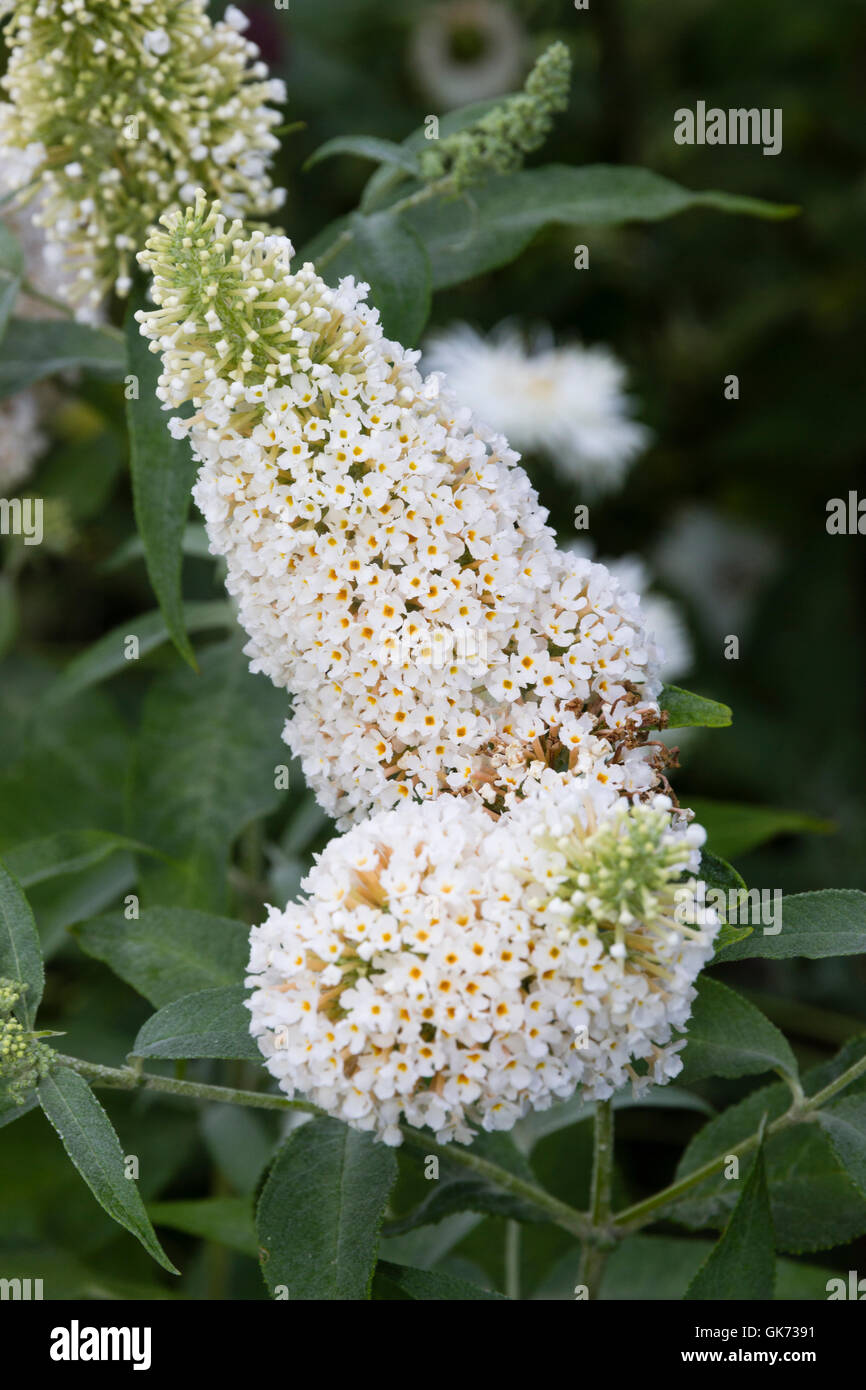 Duftende weiße Blüten von der kompakten Schmetterlingsstrauch Buddleja Davidii "Buzz Elfenbein" Stockfoto