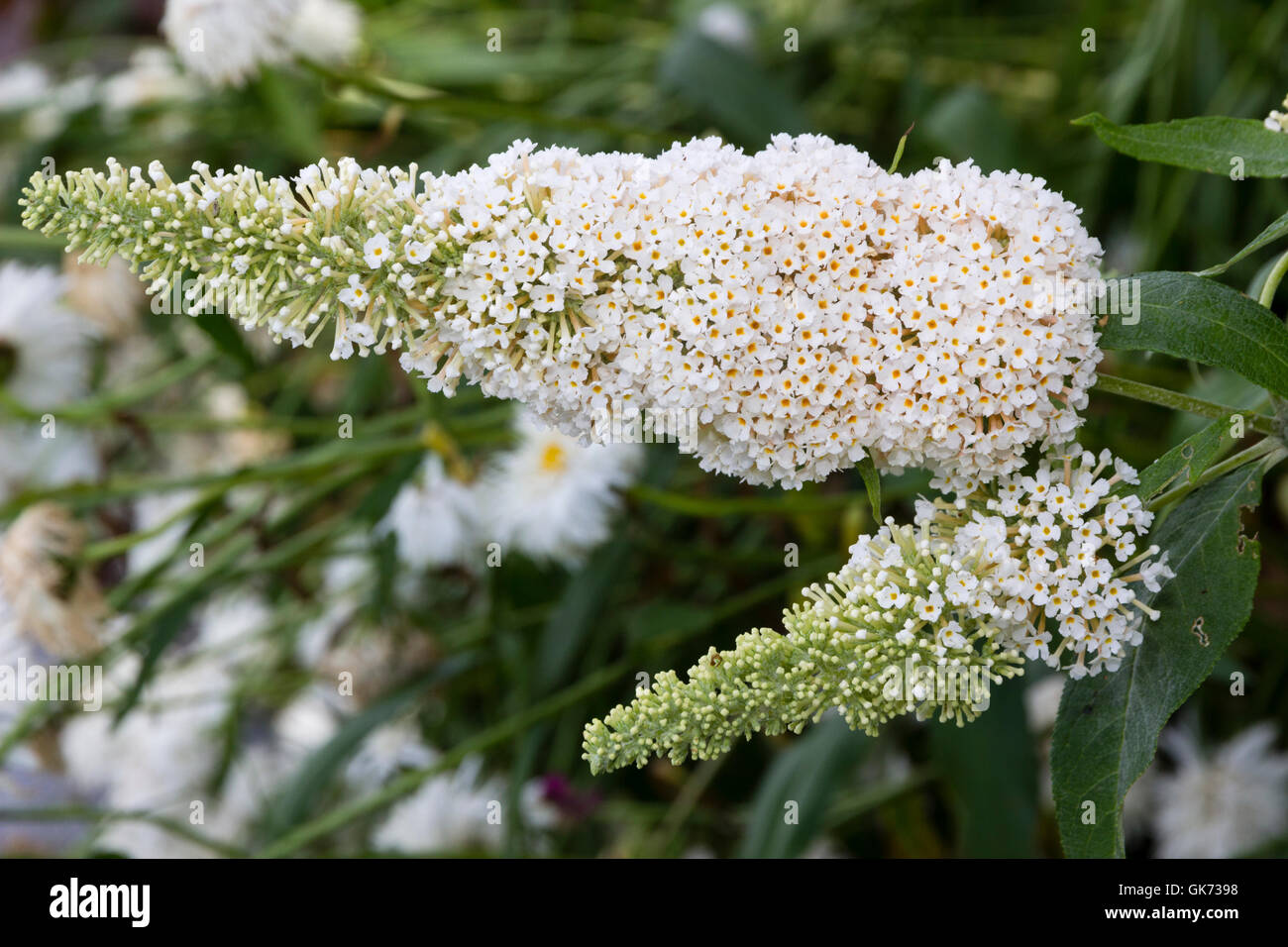 Duftende weiße Blüten von der kompakten Schmetterlingsstrauch Buddleja Davidii "Buzz Elfenbein" Stockfoto