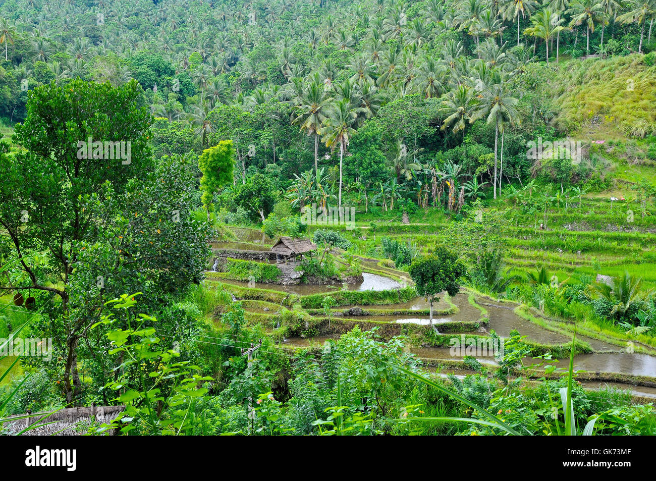 Asien-Landwirtschaft-bali Stockfoto