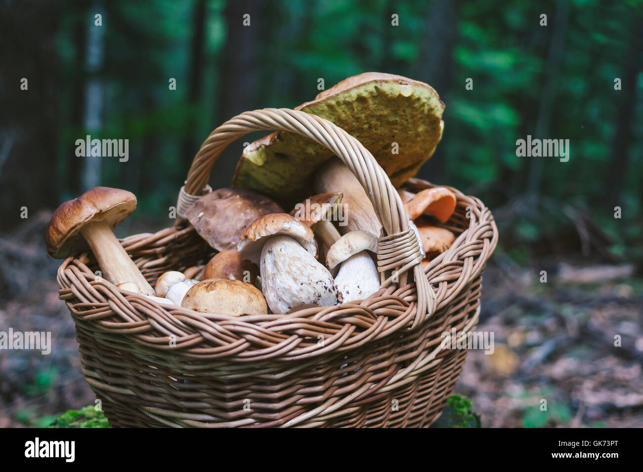 Pilze in den Korb auf den Stumpf während Pilze aus dem Boden. Stockfoto