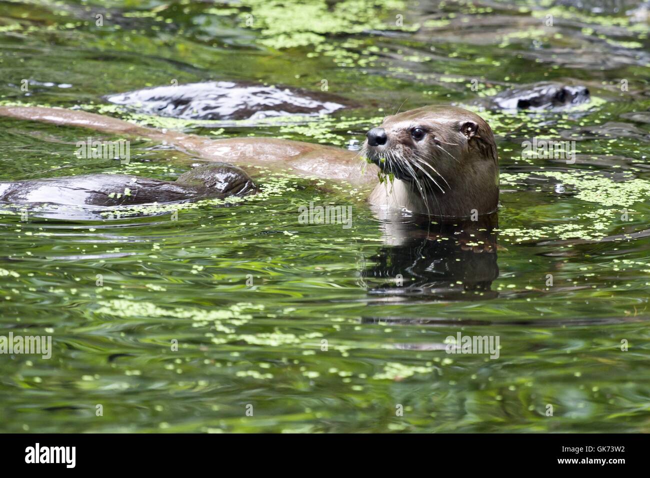 Neugier Otter Süßwasser Stockfoto