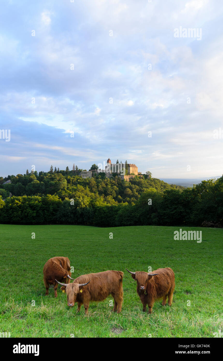 Bernstein: Schottische Hochlandrinder und eine graue Rinder Kuh auf Burg Bernstein, Österreich, Burgenland, Stockfoto