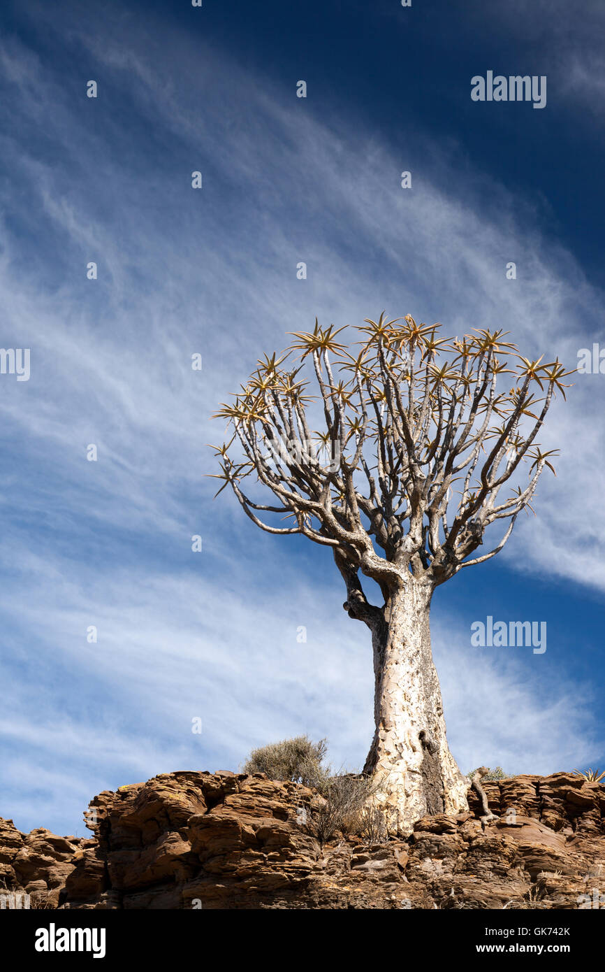 Alter Köcherbaum in Südafrika Stockfoto