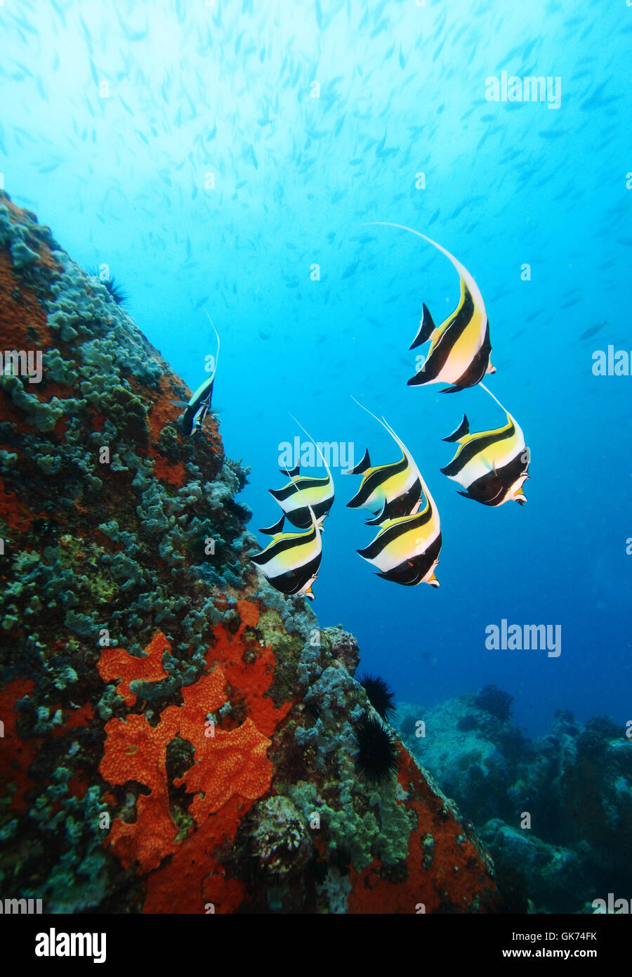 Unterwasser tropische Fische Stockfoto