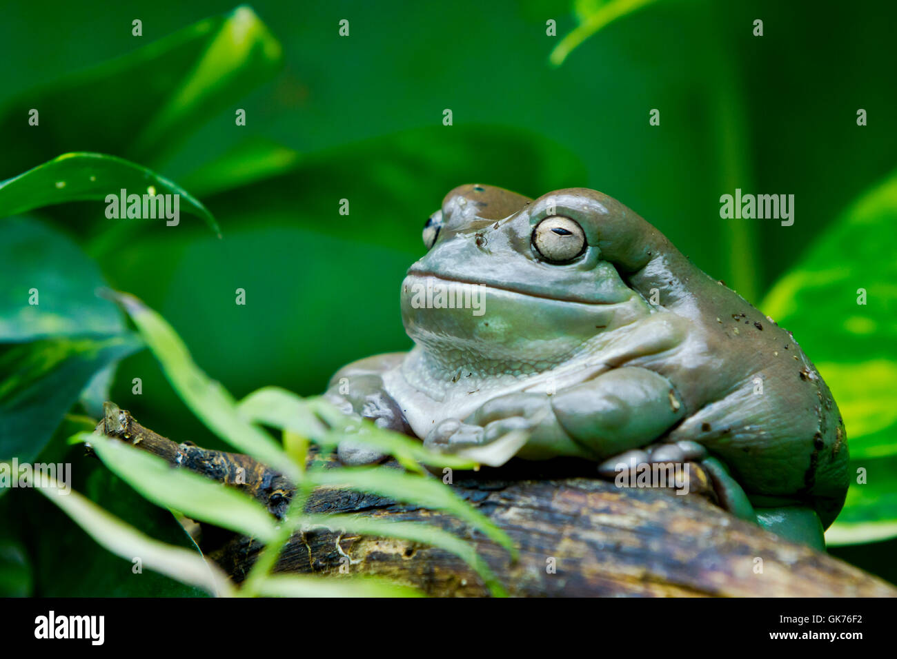 Kröte Stockfoto