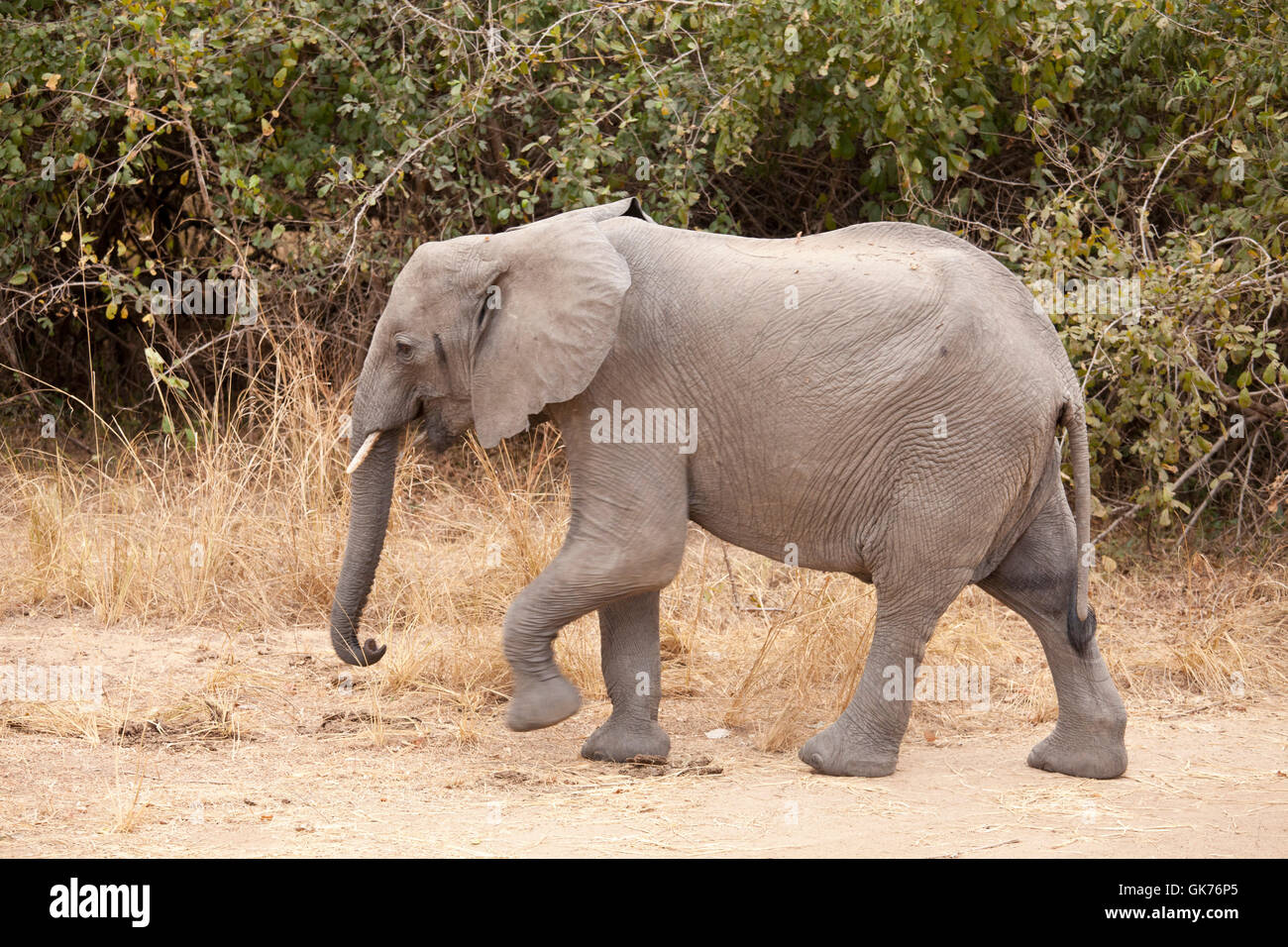 wilde Elefanten in Afrika Stockfoto